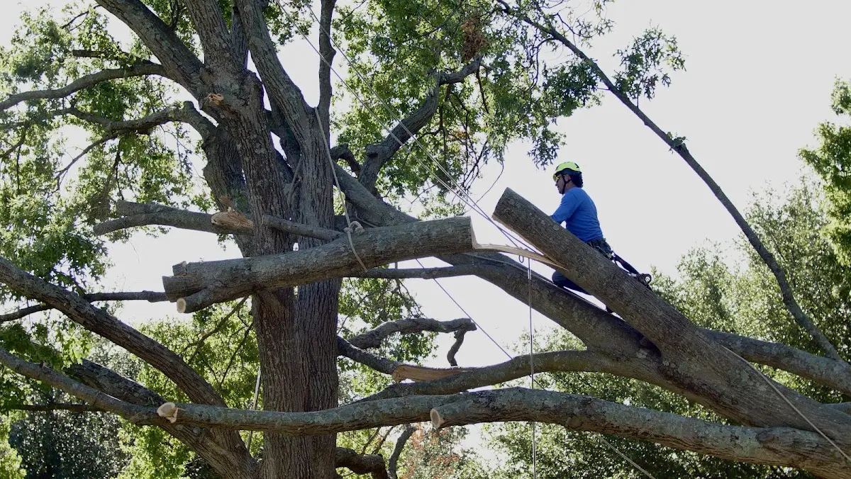 Professional Crown Thinning performed by certified arborists in North River